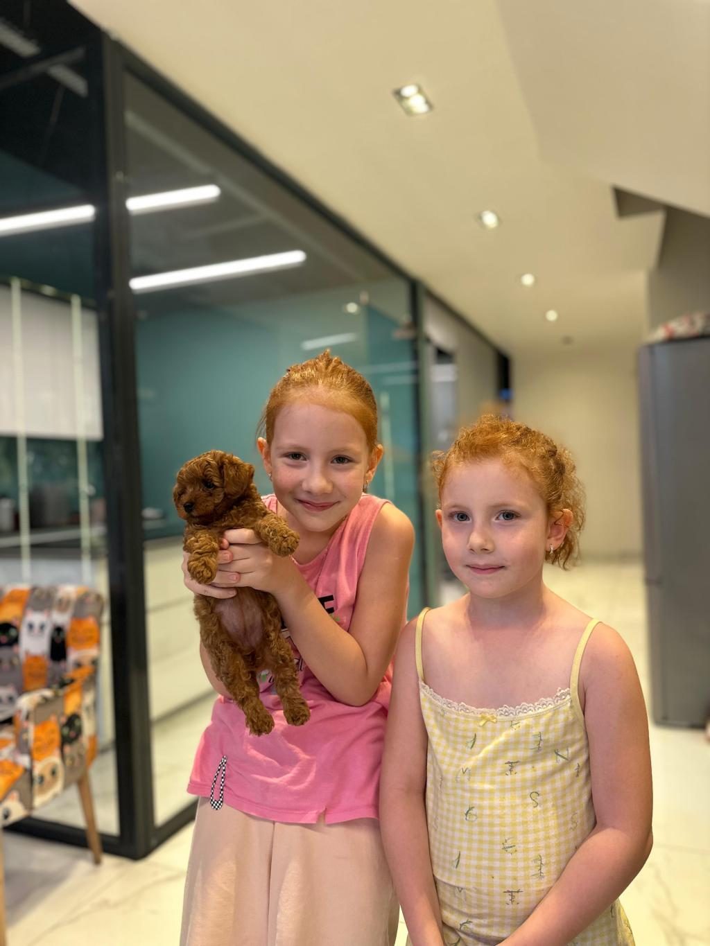 SON 3 ERKEK 2 DİŞİ TOY POODLE