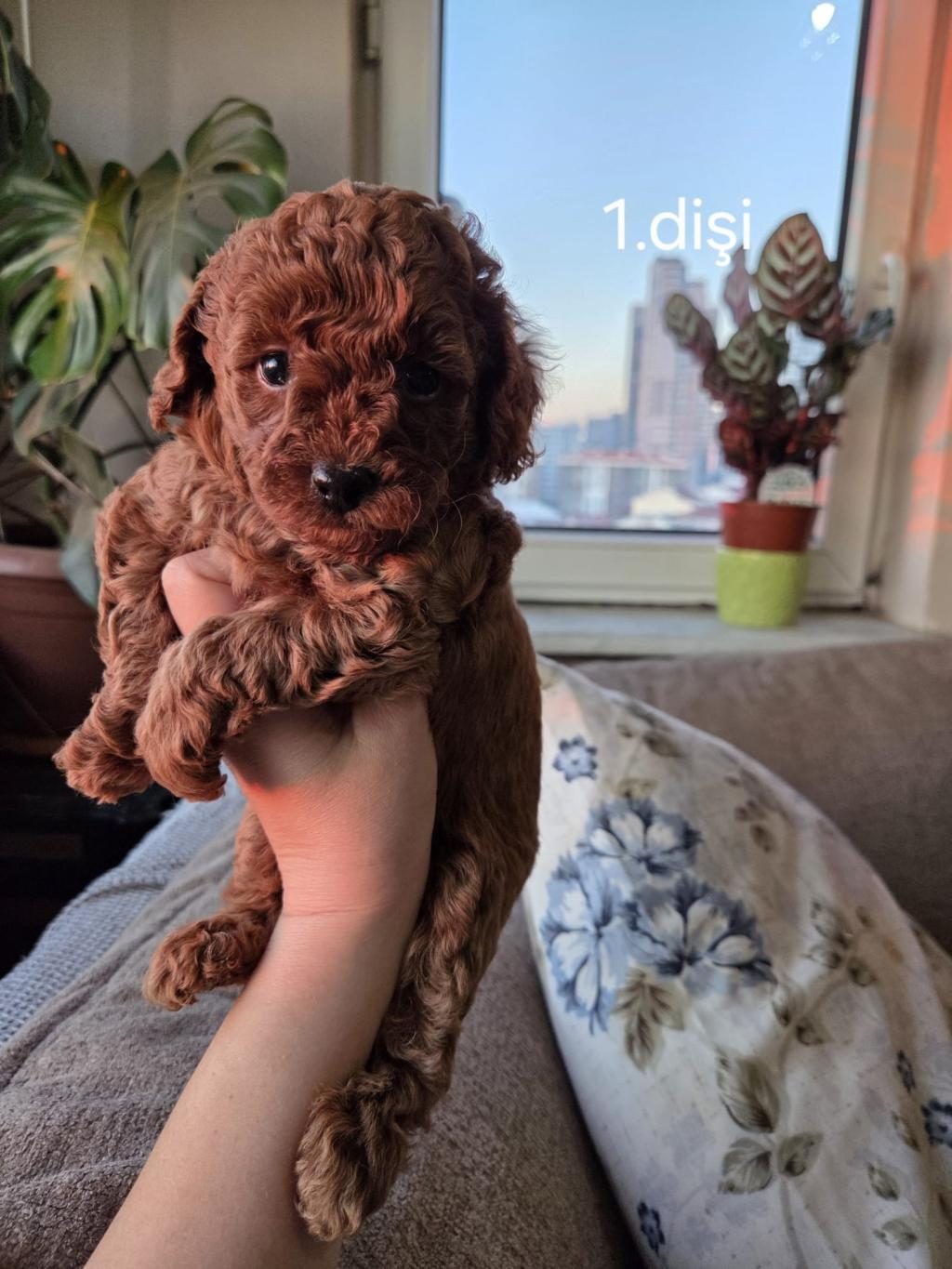 TOY GARANTİLİ 2 DİŞİ POODLE EV ORTAMINDAN