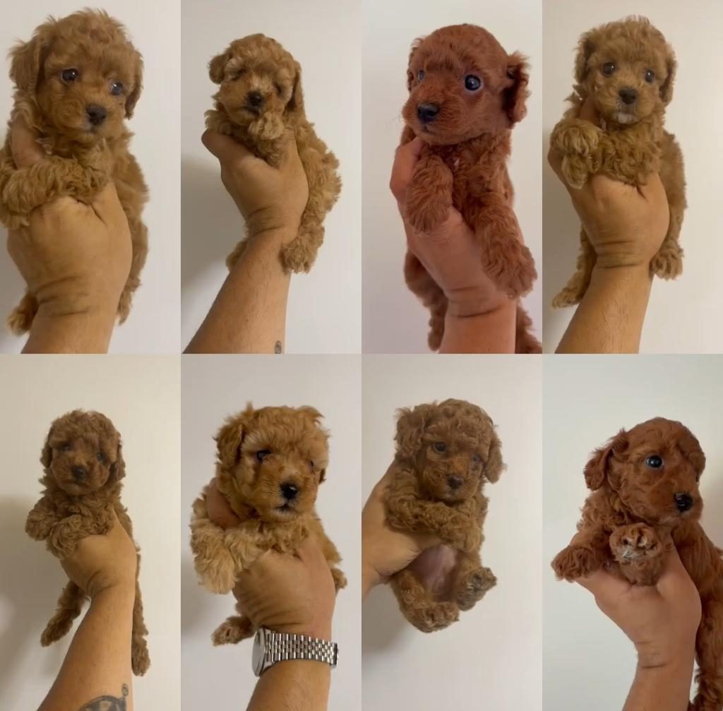 25K POODLE BEBEKLERİM