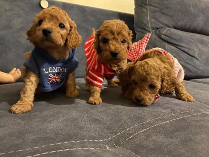 KORE KAN TOY POODLE