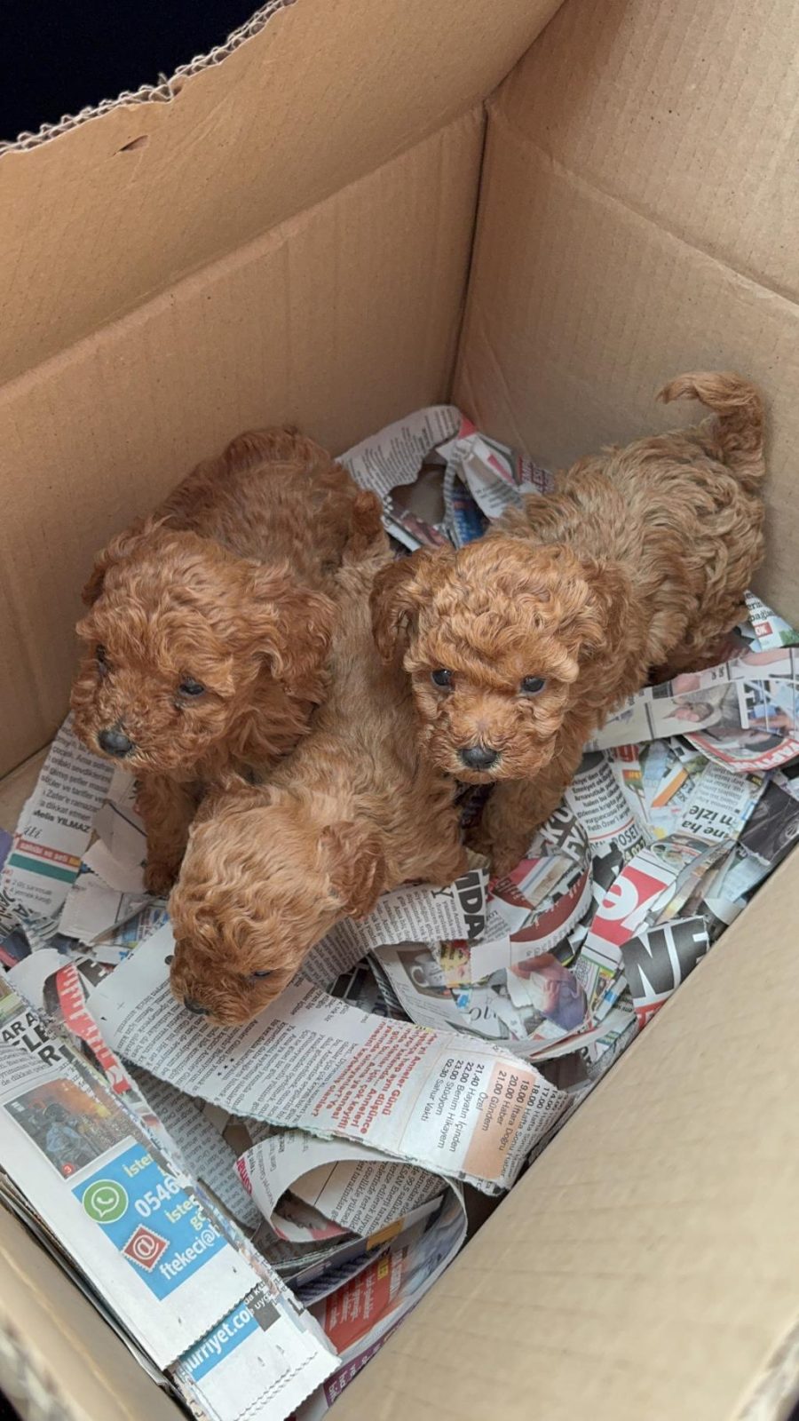 WC EĞİTİMLİ TOY POODLE YAVRULARI UYGUN FİYATLI