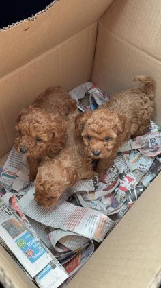 WC EĞİTİMLİ TOY POODLE YAVRULARI UYGUN FİYATLI