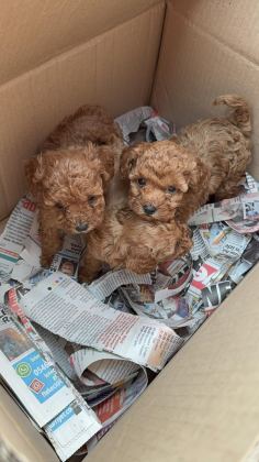 WC EĞİTİMLİ TOY POODLE YAVRULARI UYGUN FİYATLI