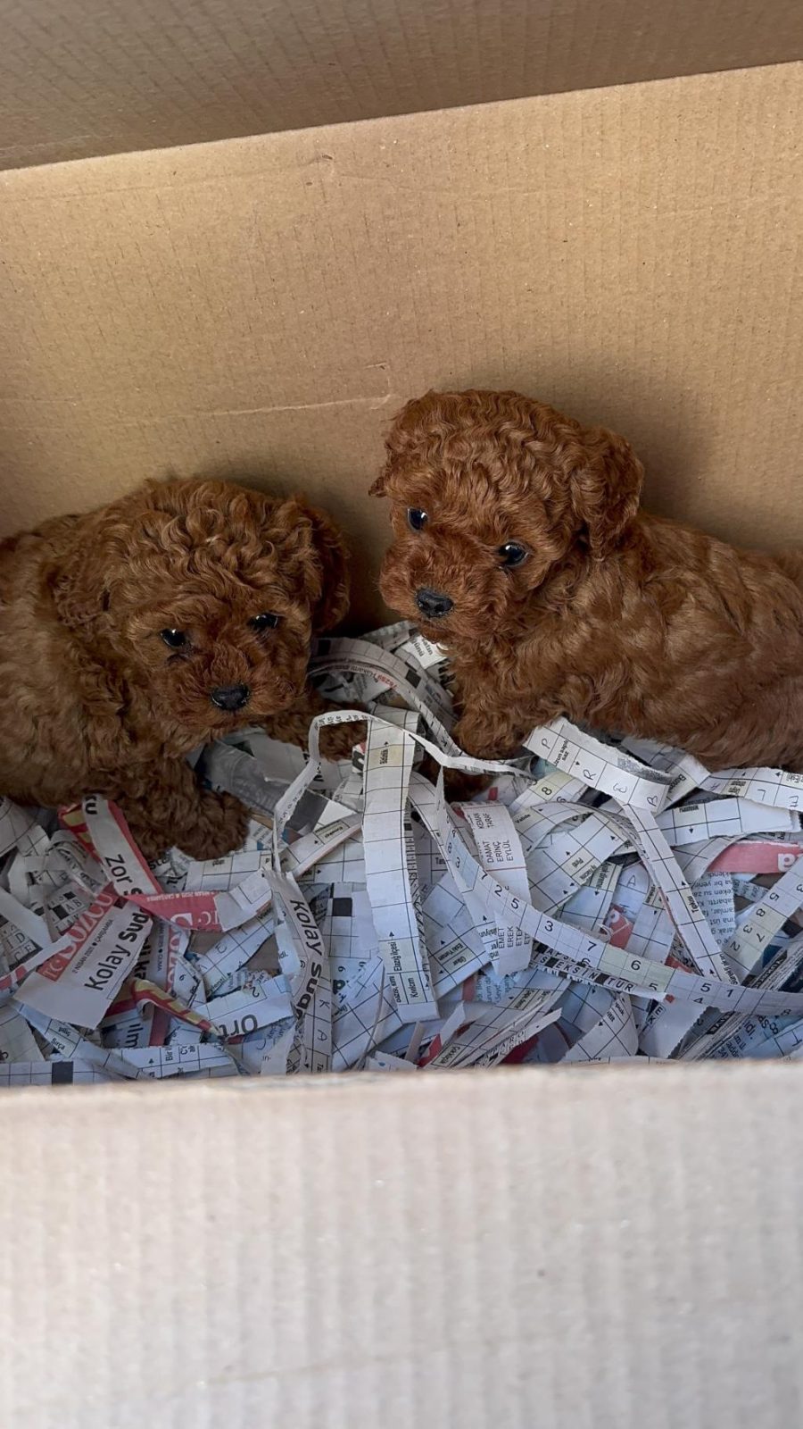 WC EĞİTİMLİ TOY POODLE YAVRULARI UYGUN