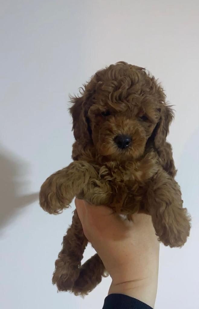 KORE KAN TOY POODLE