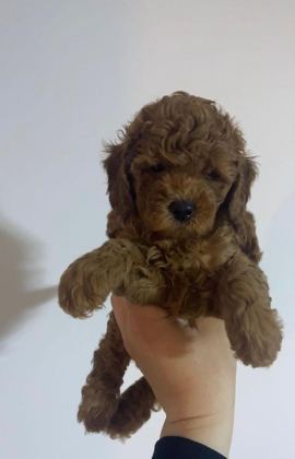 KORE KAN TOY POODLE