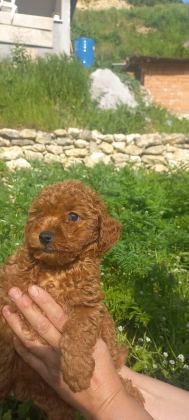 DİŞİ TOY POODLE A KALİTE
