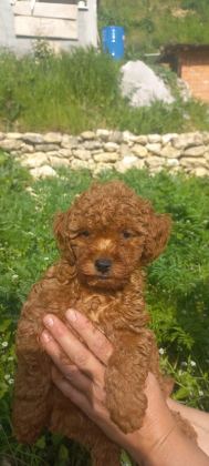 POODLE KALİTELİ CAZİP FİYATA POODLE