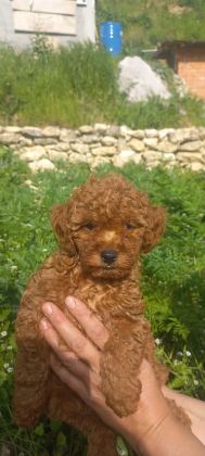 DİŞİ TOY POODLE A KALİTE