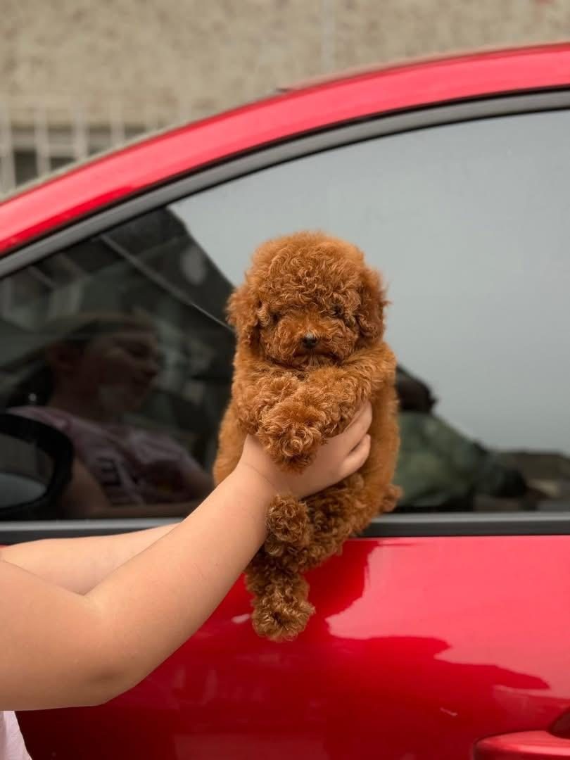 POODLE KALİTELİ CAZİP FİYATA POODLE