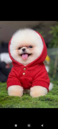 POMERANİAN BOO YAVRULARI TUVALET EĞİTİMİ BAŞLANMIŞ
