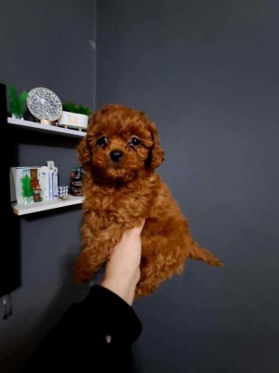 KIVIR KIVIR POODLE YAVRULAR SİZLERLE SON BİR DİŞİ VE ERKEK