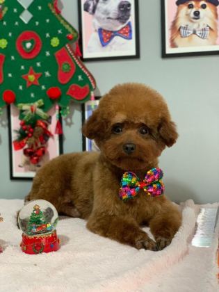 KIVIR KIVIR POODLE YAVRULAR SİZLERLE SON BİR DİŞİ VE ERKEK