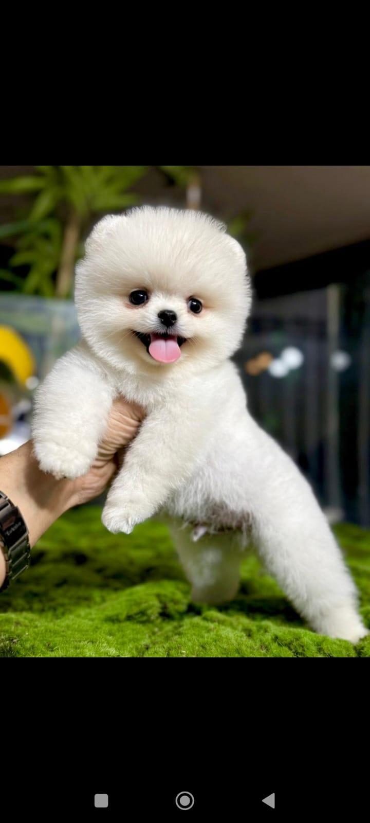 POMERANİAN BOO YAVRULARI TUVALET EĞİTİMİ BAŞLANMIŞ