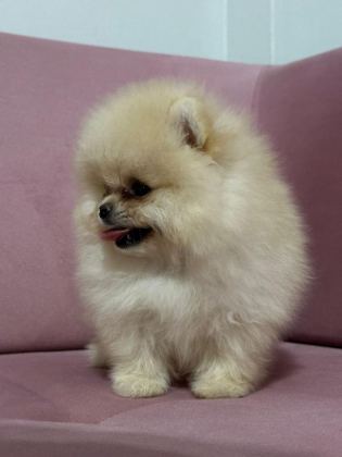 POMERANİAN BOO YAVRULARI TUVALET EĞİTİMİ BAŞLANMIŞ