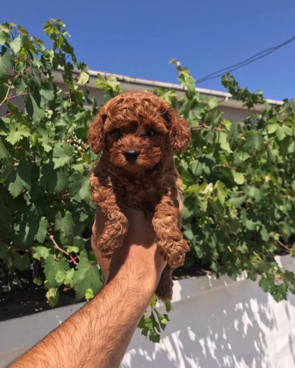 KIVIR KIVIR POODLE YAVRULAR SİZLERLE SON BİR DİŞİ VE ERKEK