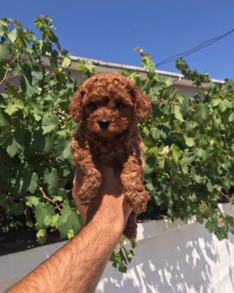 KIVIR KIVIR POODLE YAVRULAR SİZLERLE SON BİR DİŞİ VE ERKEK