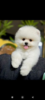 POMERANİAN BOO YAVRULARI TUVALET EĞİTİMİ BAŞLANMIŞ