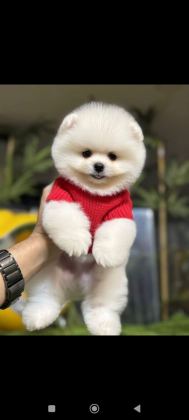 POMERANİAN BOO YAVRULARI TUVALET EĞİTİMİ BAŞLANMIŞ