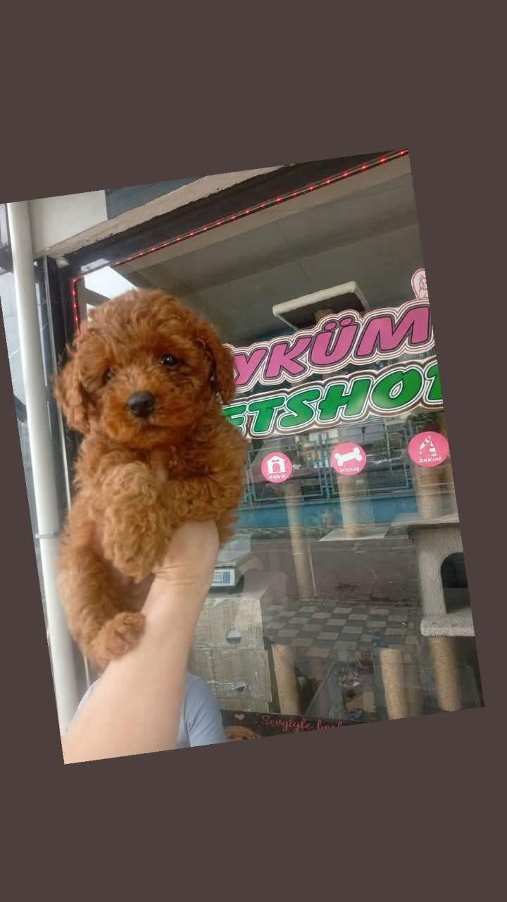 TOY POODLE ERKEK
