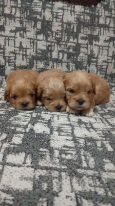 REZERVE AÇIK YAVRULAR KG CM GARANTİLİ MALTİPOO