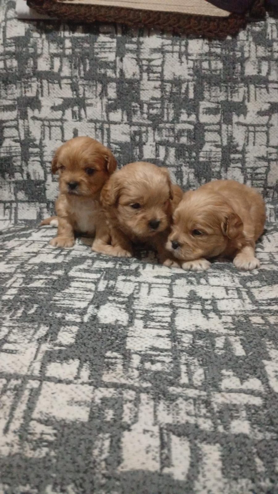 REZERVE AÇIK YAVRULAR KG CM GARANTİLİ MALTİPOO