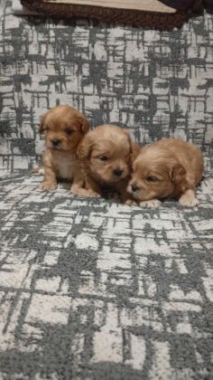 REZERVE AÇIK YAVRULAR KG CM GARANTİLİ MALTİPOO