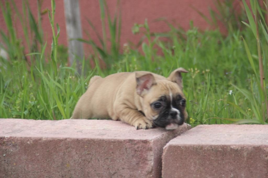 FAWN FRENCH BULLDOG BEBEKLER YUVALARINI ARIYORLAR