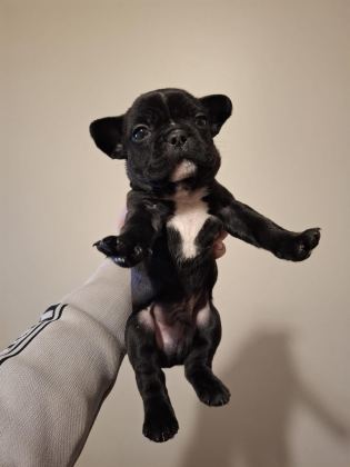 FRENCH BULLDOG BEBEKLER YENİ YUVA BEKLİYORLAR