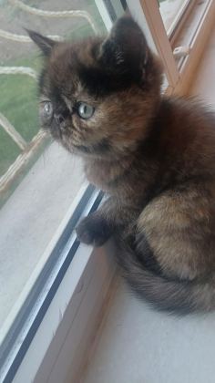 EGZOTİK SHORTHAİR BEBEK KEDİLER YENİ YUVALARINI ARIYORLAR
