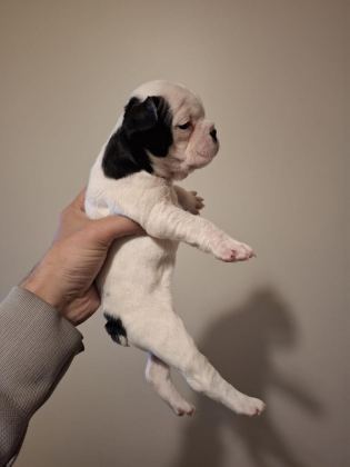 FRENCH BULLDOG BEBEKLER YENİ YUVA BEKLİYORLAR