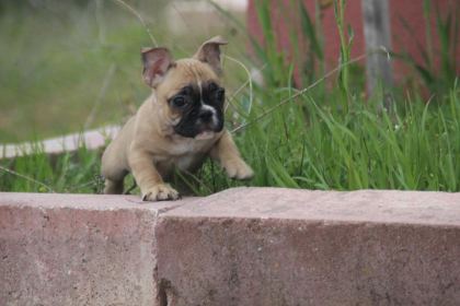 FAWN FRENCH BULLDOG BEBEKLER YUVALARINI ARIYORLAR