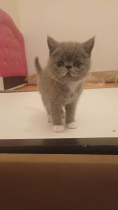 EGZOTİK SHORTHAİR BEBEK KEDİLER YENİ YUVALARINI ARIYORLAR