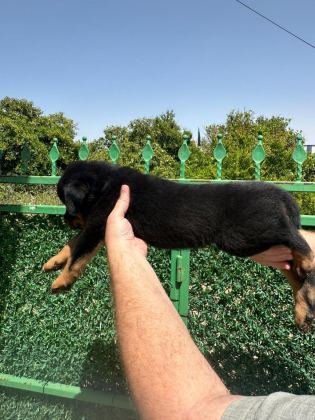 A KALİTE ROTTWEİLER BEBEKLER YENİ YUVALARINI ARIYORLAR