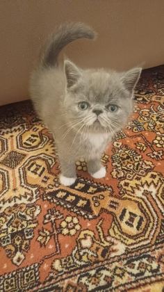 EGZOTİK SHORTHAİR BEBEK KEDİLER YENİ YUVALARINI ARIYORLAR