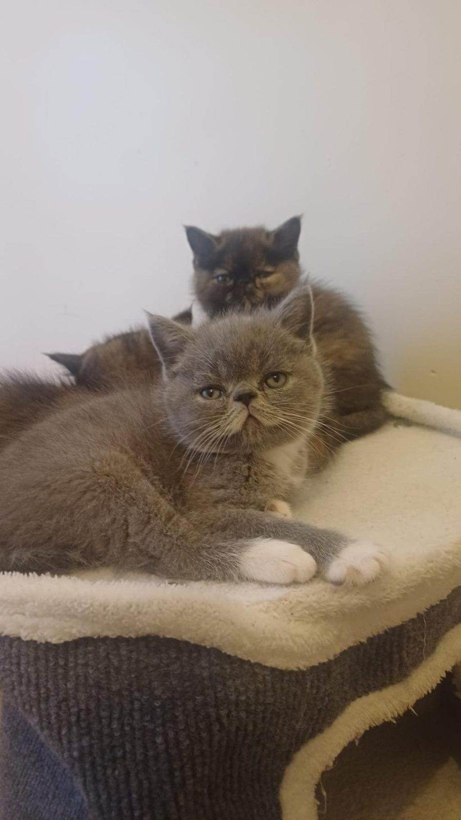 EGZOTİK SHORTHAİR BEBEK KEDİLER YENİ YUVALARINI ARIYORLAR