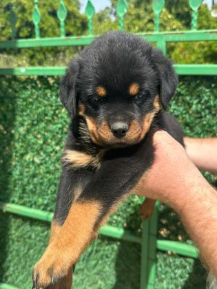 A KALİTE ROTTWEİLER BEBEKLER YENİ YUVALARINI ARIYORLAR