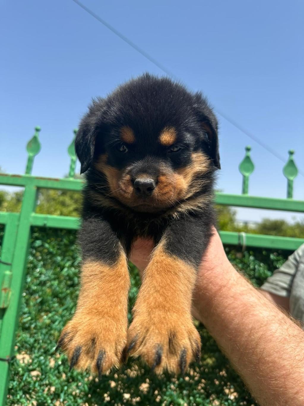A KALİTE ROTTWEİLER BEBEKLER YENİ YUVALARINI ARIYORLAR