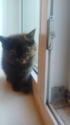 EGZOTİK SHORTHAİR BEBEK KEDİLER YENİ YUVALARINI ARIYORLAR