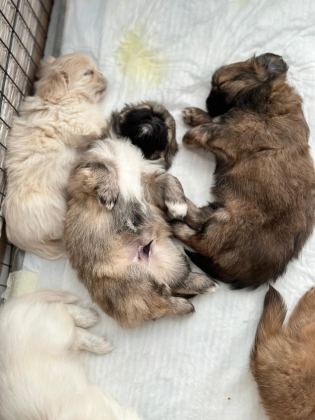 PEKİNEZ BİR BUÇUK AYLIK
