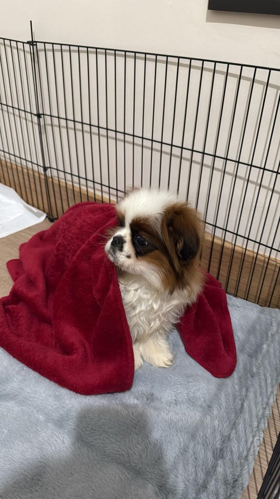 GÜVEN PET MARKET PEKİNEZ