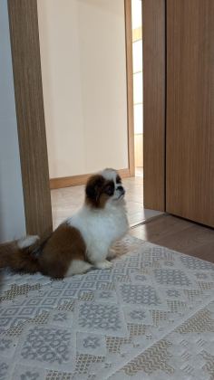 GÜVEN PET MARKET PEKİNEZ