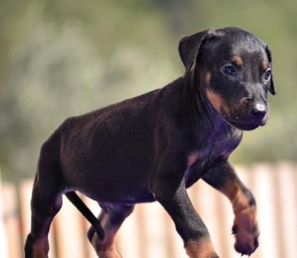 DOBERMAN YAVRULAR MEVCUT
