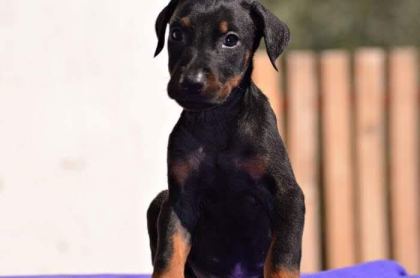 DOBERMAN YAVRULAR MEVCUT
