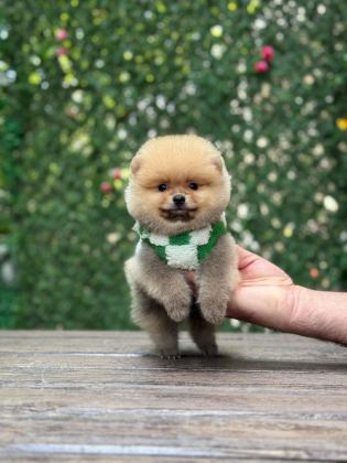IRK VE SAĞLIK GARANTİLİ POMERANİAN BOO