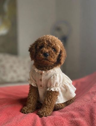 SAFKAN IRK VE SAĞLIK GARANTİLİ TOY POODLE