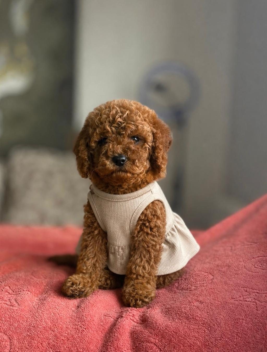 SAFKAN IRK VE SAĞLIK GARANTİLİ TOY POODLE