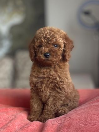 SAFKAN IRK VE SAĞLIK GARANTİLİ TOY POODLE