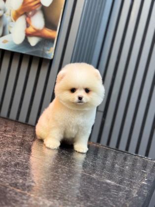 POMERANİAN BOO KÖPEĞİ