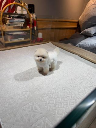 POMERANİAN BOO YAVRULARIMIZ İÇİN ULAŞIN